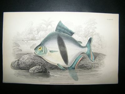 Jardine: C1840 Tetragonopterus Schomburgkii Fish, Hand