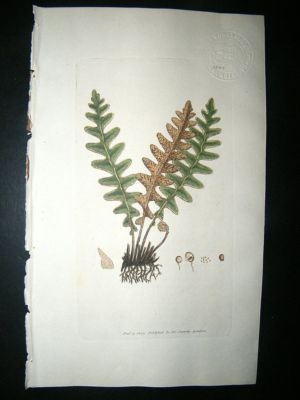 Botanical Print: 1803 Common Scaly Spleenwort Fern #124