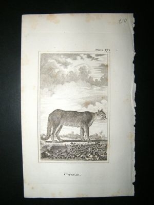 Cougar, Big Cat: 1812 Copper Plate, Buffon Print