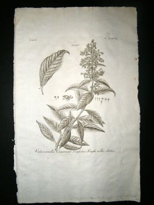 Dillenius 1774 Folio Botanical Print. Corn Salad 299