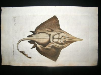 Willughby & Ray 1686 Folio Hand Col Fish Print. Laviraia Flat Fish