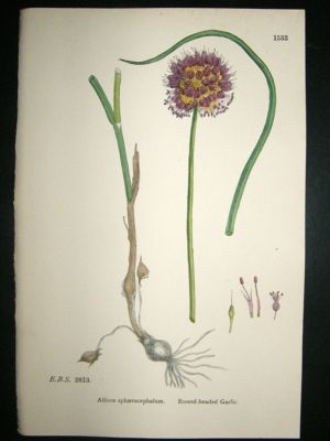 Botanical Print 1899 Round-Headed Garlic, Sowerby Hand