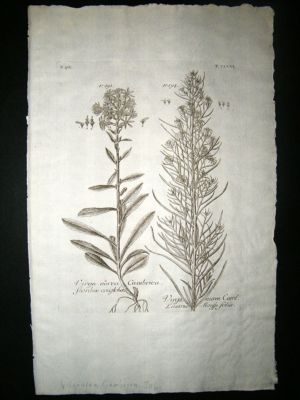 Dillenius 1774 Folio Botanical Print. Virgaurea Cambrica 306