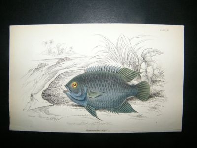 Jardine: C1840 Centrarchus Niger Fish, Hand Col