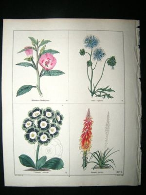 Maund C1830 Tree Primrose, Gilia, Auricula, Tritoma 51. Hand Col Botanical Print