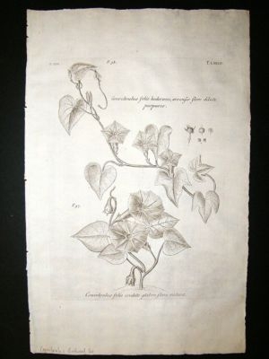 Dillenius 1774 Folio Botanical Print. Convolvulus Bindw