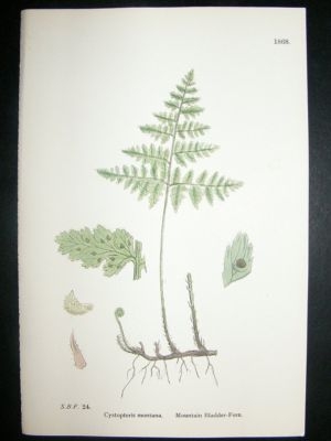Botanical Print 1899 Mountain Bladder Fern, Sowerby Han