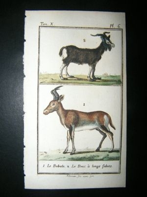 Buffon: C1780 Goats, Hand Color Print