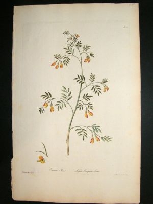 John Edwards: 1770 folio botanical. Lesser Scorpian Sen
