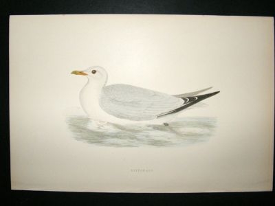 Bird Print: 1891 Kittiwake, Morris, hand coloured