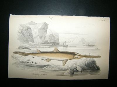 Jardine: C1840 Cirrated Saw Fish, Hand Col Print