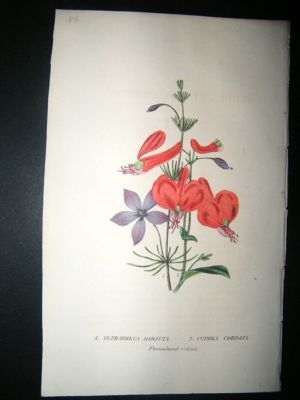 Botanical Print: 1846 Tetratheca Hirsuta, Hand Col