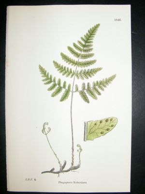 Botanical Print 1899 Phegopteris Robertiana Fern, Sower