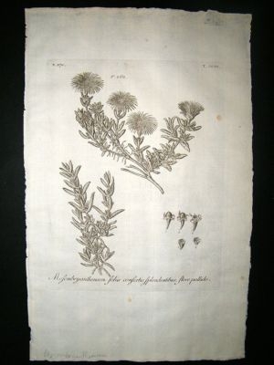 Dillenius 1774 Folio Botanical Print. Mesembryanthemum 204