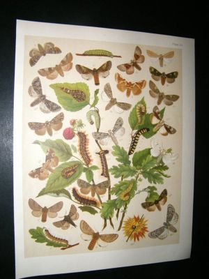 Kirby 1907 Notodontidae, Processionary Moths 33. Antique Print