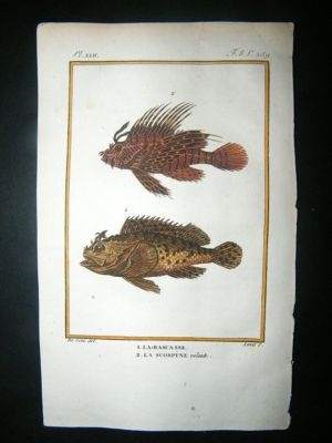 Fish Print: 1805 Rascasse, Scorpene, Hand Col, Latreill