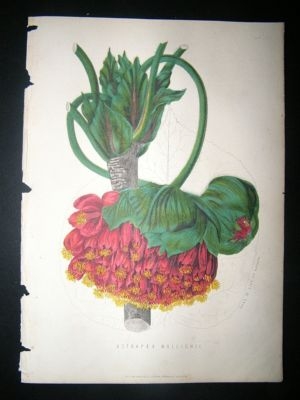 Botanical Print: 1874 Astrapaea Wallichii