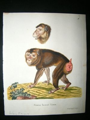 Schrebur: C1780 Hand Col Print, Barbary Macacque Monkey