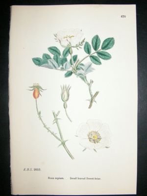 Botanical Print 1899 Small Leaved Sweet-Briar Rose, Sow