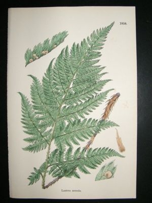 Botanical Print 1899 Lastrea Aemula, Sowerby Hand Col #