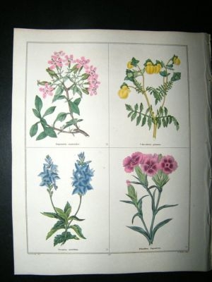 Maund C1830 Soapwort, Slipperwort, Speedwell, Japanese Pink 42. Hand Col Botanic