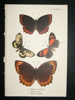 Butterfly Print: 1896 Elymnias etc, Kirby
