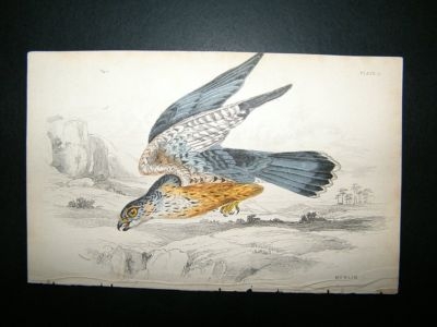 Bird Print: C1840 Merlin, Jardine Hand Col