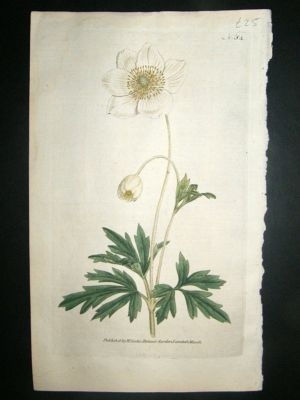 Botanical Print 1787 Snowdrop Anemony #54, Curtis hand