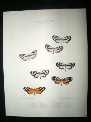 Hewitson C1860 Hand Col Butterfly Print. Ithomia Flora