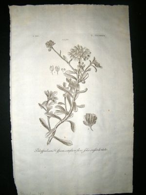 Dillenius 1774 Folio Botanical Print. Thlaspidium 287