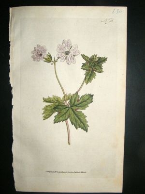 Botanical Print 1787 Striped Geranium #55, Curtis hand