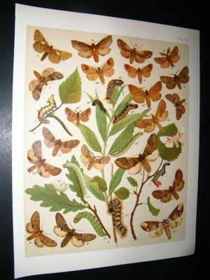 Kirby 1907 Notodontidae, Prominents Moths 32. Antique Print