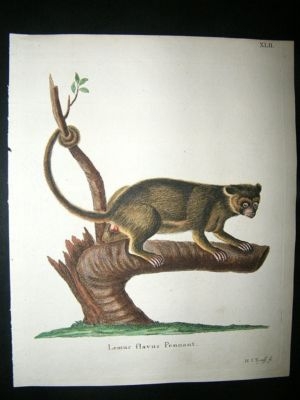 Schrebur: C1780 Hand Col Print, Lemur Flavus Pennant.