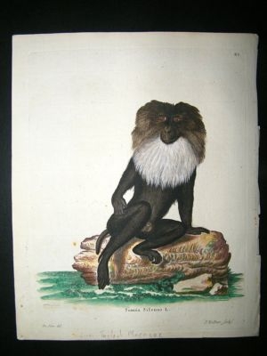 Schrebur: C1780 Hand Col Print, Lion Tailed Macaque Mon