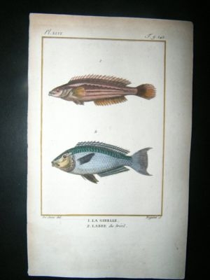 Fish Print: 1805 Girelle, Hand Col, Latreille