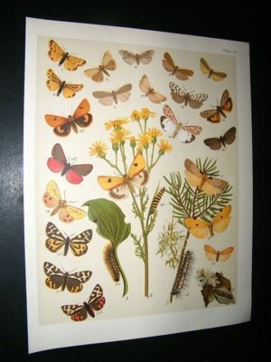 Kirby 1907 Lithosiidae, Footmen, Arctiidae Tiger Moths 23. Antique Print