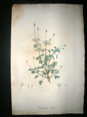Redoute: 1804 Folio Botanical, Cineraria Hirsuta