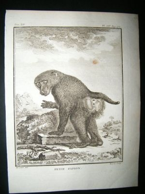Buffon: C1770 Small Baboon, Antique Print