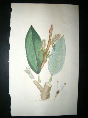 Botanical Print: 1803 Dark-Broad-Leaved Willow #1213