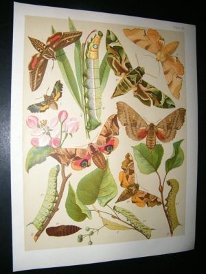 Kirby 1907 Sphingidae Hawk Moths 20. Antique Print