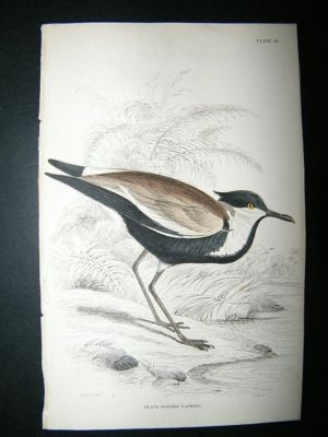 Bird Print: C1840 Black Bodied Lapwing, Hand Col