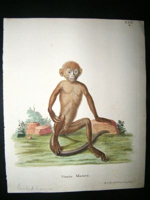 Schrebur: C1780 Hand Col Print, Banded Langur Monkey.