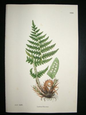 Botanical Print 1899 Lastrea Filix-Mas, Sowerby Hand Co