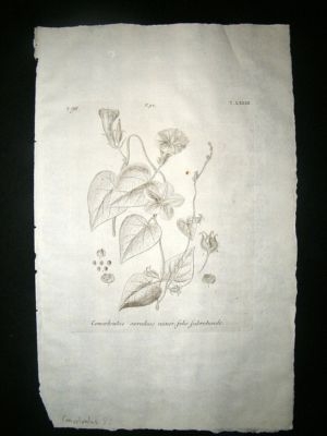 Dillenius 1774 Folio Botanical Print. Convolvulus 82