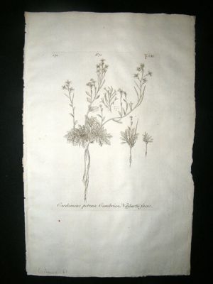 Dillenius 1774 Folio Botanical Print. Cardamine 61
