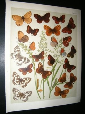 Kirby 1907 Satyridae Butterflies 13. Antique Print