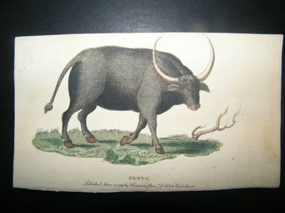 Cattle, Arnee:1799 Hand Coloured Print.