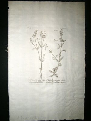 Dillenius 1774 Folio Botanical Print. Vifcago 309 Antique
