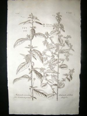 Dillenius 1774 Folio Botanical Print. Malvinda Unicornis 172