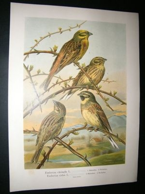 Bird Print: 1890'sBuntings, Folio